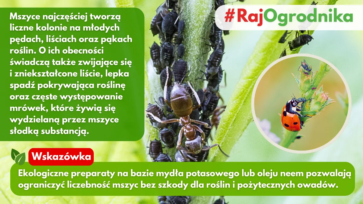 Jakie rośliny w ogrodzie atakuje mszyca blog sklep rajogrodnika
